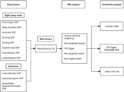 Association of sleep traits with male fertility: a two-sample Mendelian randomization study